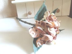 画像1: ハイドランジア（あじさい）　モカ