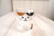 デコレ　猫耳グラス　ミケ
